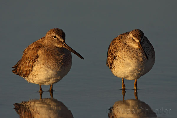 Short-billed Dowitcher © Russ Chantler